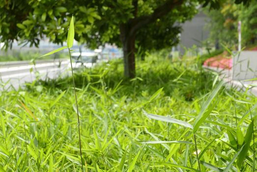 green leaves and plants near the city street