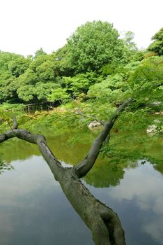 Vertical green tree and water pond in Japan public park