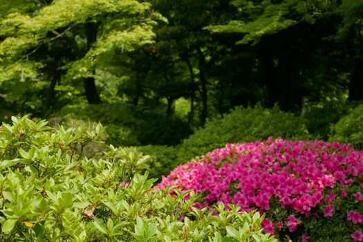 Pink flower, green plant and tree in the Japan public park