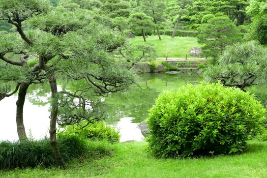 Green plant, tree and lake in the zen garden