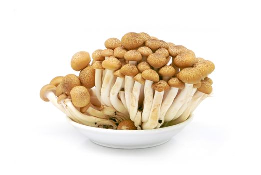 Japanese mushrooms isolated on white background