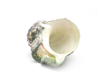 The shell of Luminous shellfish on white background