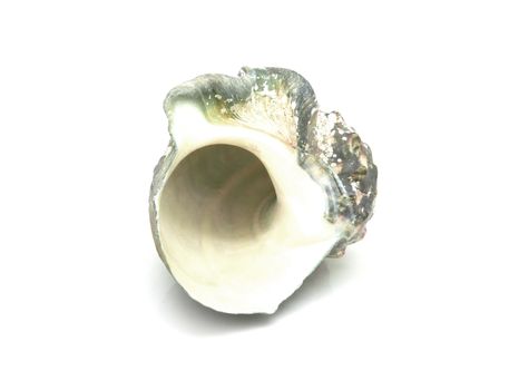 The shell of Luminous shellfish on white background