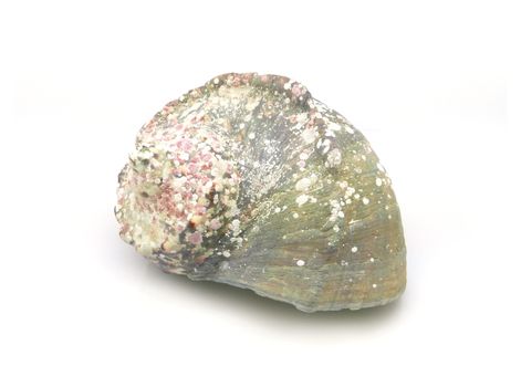 The shell of Luminous shellfish on white background