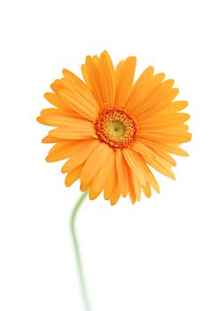 Orange sunflower flowers on white background