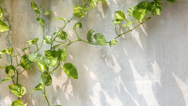 Green vine with shadow around the wall