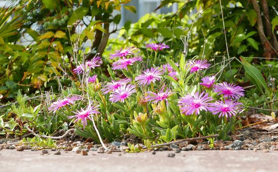 Wildflowers near the road in sunny day