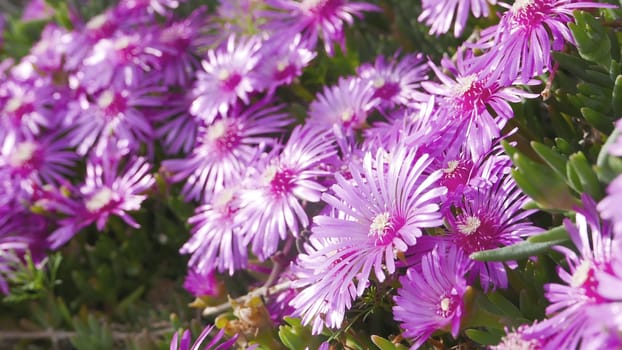 Wildflowers near the road in sunny day