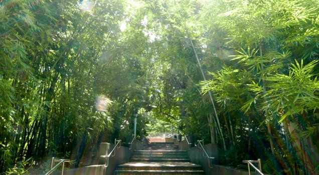 Bamboo garden with staircases in day time