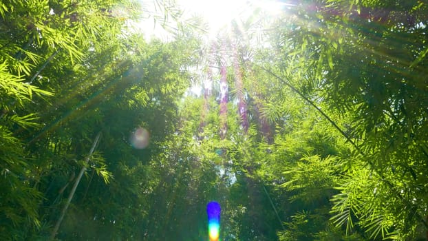 Green Chinese bamboo forest with sunlight flare