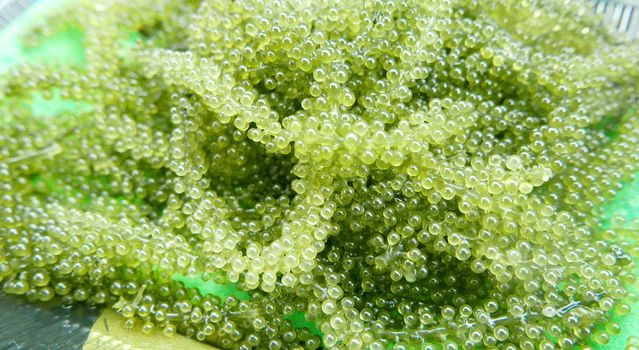 Japanese food seaweed salad closeup