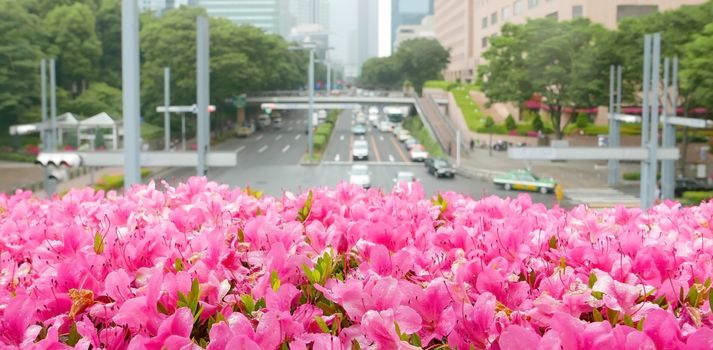 Road building, footpath, tree and blossom flowers in Japan