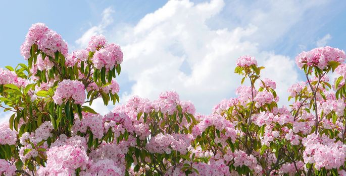 Japan pink blossoms in springtime