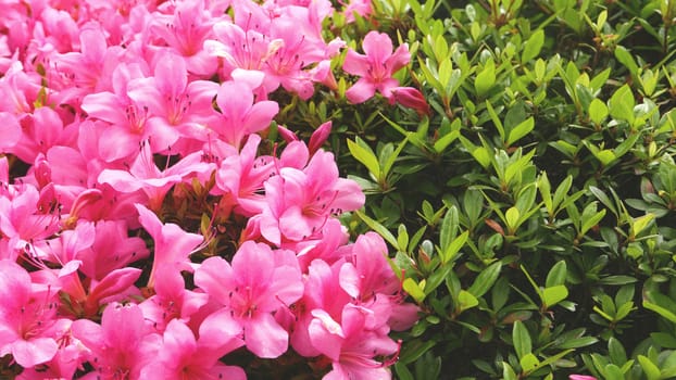 Pink blossom florals and green plants outdoor decorations