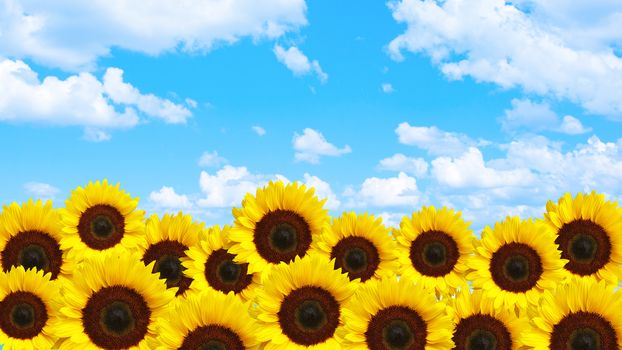 Yellow sunflowers with blue sky and white cloud