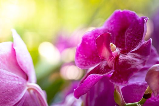 Beautiful blooming orchids in forest, On the bright sunshine