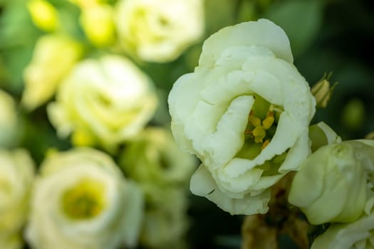 The background image of the colorful flowers, background nature