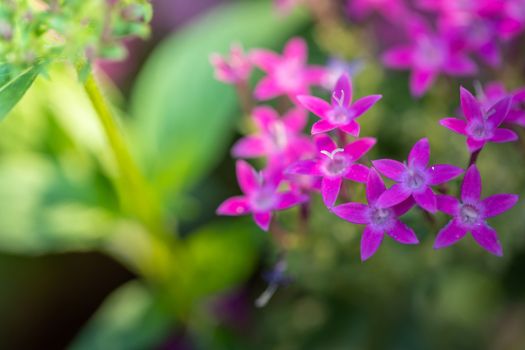 Beautiful blooming orchids in forest, On the bright sunshine