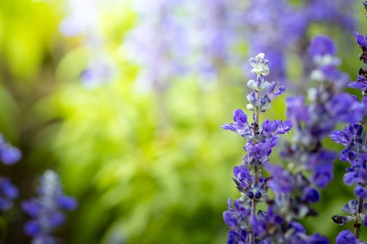 The background image of the colorful flowers, background nature