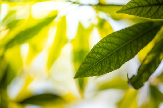 Close Up green leaf under sunlight in the garden. Natural background with copy space.