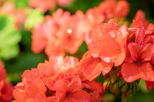 The background image of the colorful flowers, background nature