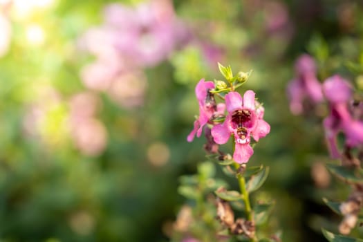 The background image of the colorful flowers, background nature