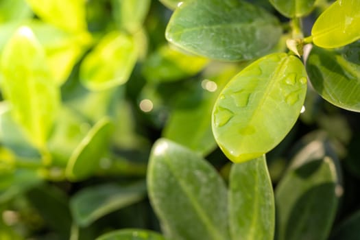 Close Up green leaf under sunlight in the garden. Natural background with copy space.