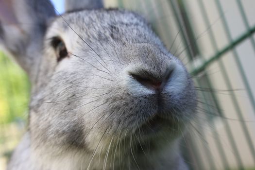 A gray domestic rabbit close up