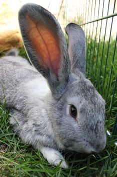 A gray domestic rabbit close up