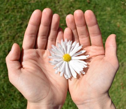 A single daisy in female hands