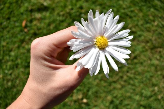 A single daisy in female hands