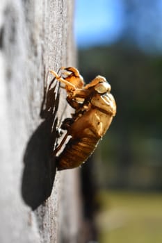 Cicada shell on a tree