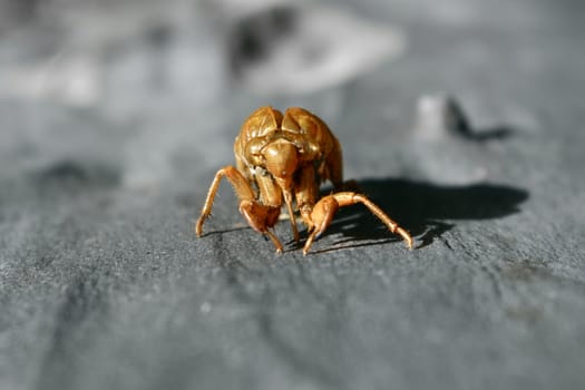 Cicada shell on a tree