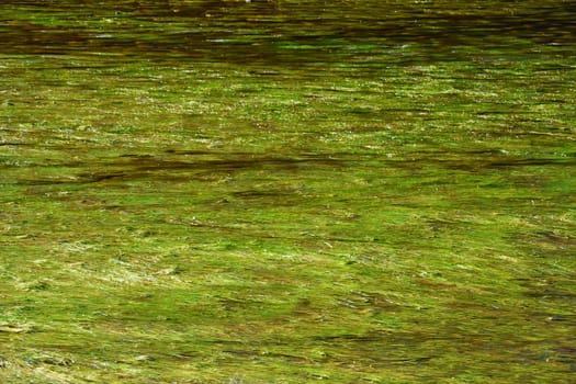 Australian river showing green seaweed