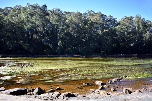 Australian river showing green seaweed