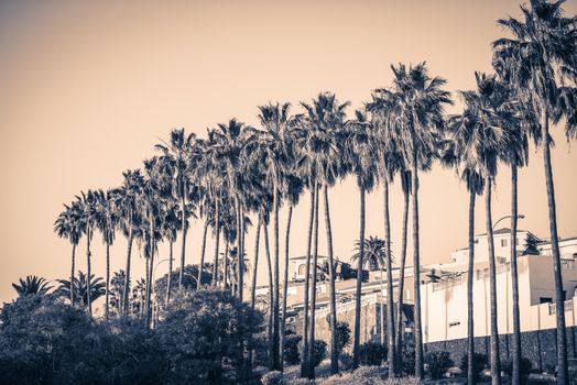 Stylized picture of palms on Tenerife Island, Spain