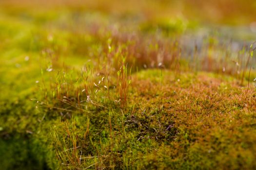 Fresh green and yellow moss with blurred background. Close up view with a small depth of field far away. Stock photography of forest green and yellow moss