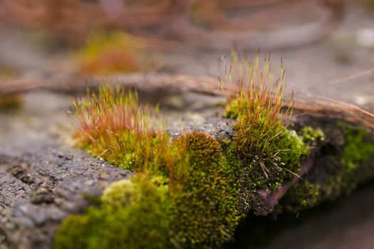 Fresh green and yellow moss with blurred background. Close up view with a small depth of field far away. Stock photography of forest green and yellow moss