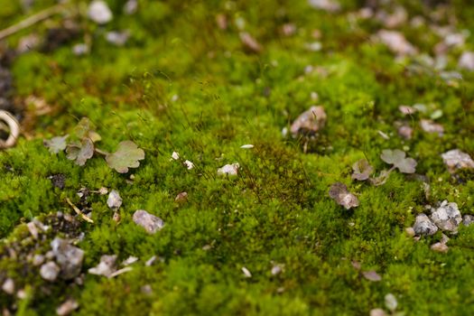 Fresh green and yellow moss with blurred background. Close up view with a small depth of field far away. Stock photography of forest green and yellow moss