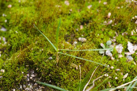 Fresh green and yellow moss with blurred background. Close up view with a small depth of field far away. Stock photography of forest green and yellow moss