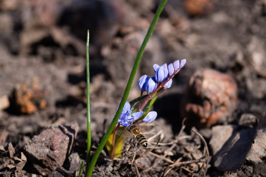 A bee on bluebell flowers in the spring garden close up. Background is blurred.