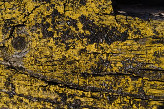 A part of old yellow wooden fence. The yellow paint on wood is old and cracked. Perfect painted wooden texture.