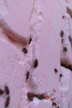 A lot of redbugs on pink wall with blurred background.