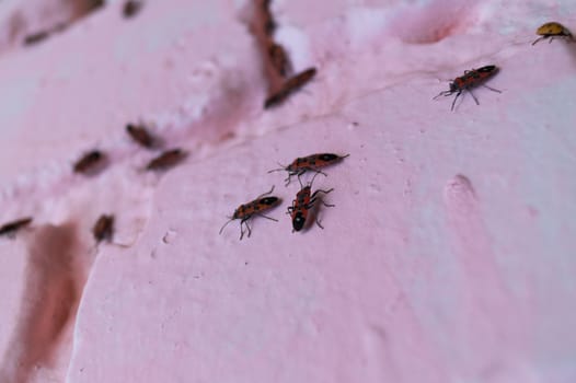 A lot of redbugs on pink wall with blurred background.