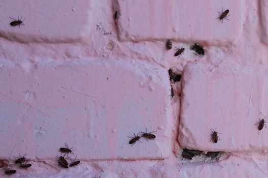 A lot of redbugs on pink wall with blurred background.