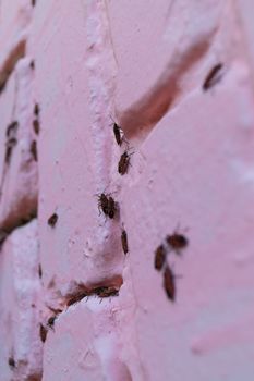 A lot of redbugs on pink wall with blurred background.