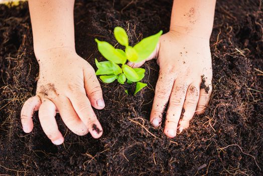 World Environment Day Environment Concept, Top view Hand of Asian cute little child boy planting young tree on black soil on green garden background