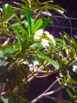 flowers  with green  leaves