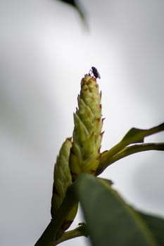 A close up image of a fly silhouette standing on the top of a trees bloom.