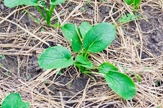 Kale seedlings on an organic farm are growing well due to care, watering, shoveling the soil, regularly fertilizing, including mulching the straw to keep the soil moist at all times.